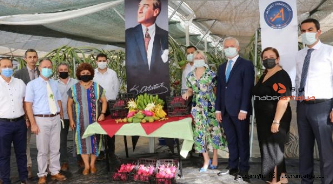 Rektör Özkan tropikal meyve hasatına katıldı
