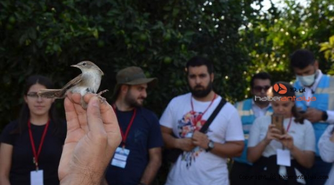 Serik'te 5 bin 200 kuş halkalandı