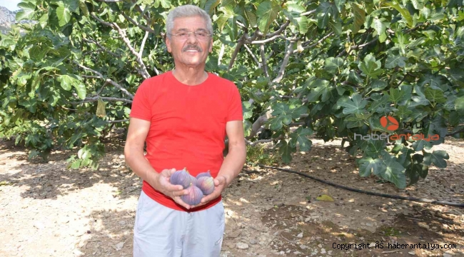 Toroslarda incir hasatı sona erdi