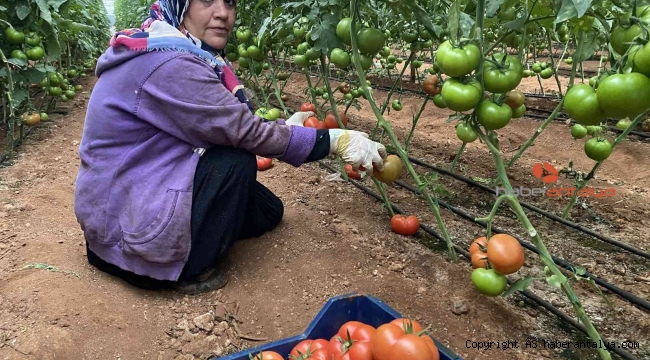 Antalya'daki seralarda domates hasadı başladı