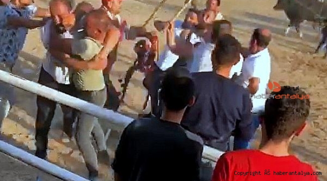 Boğalar güreşti, sahipleri kavga etti