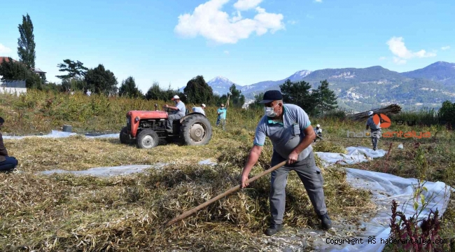Çandır fasulyesinin hasatı tamamlandı