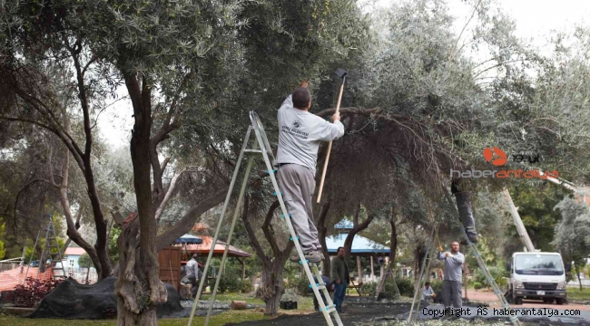 DokumaPark'ta zeytin hasadı başladı