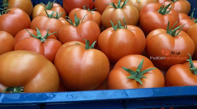 Domatesin fiyatı yüzde 63.98 arttı !