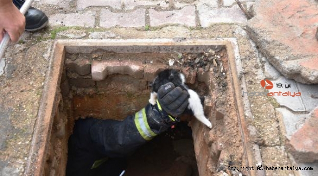 Foseptiğe düşen 4 yavru kediyi itfaiye kurtardı