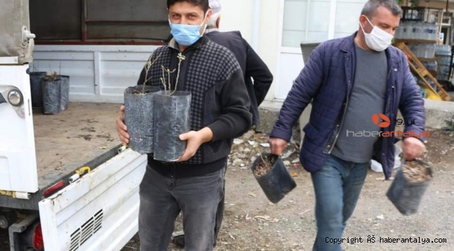 İbradı'da kestane fidesi dağıtımı