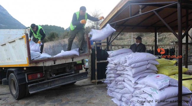 İbradılı üreticilere 3 ton hibe buğday tohumu