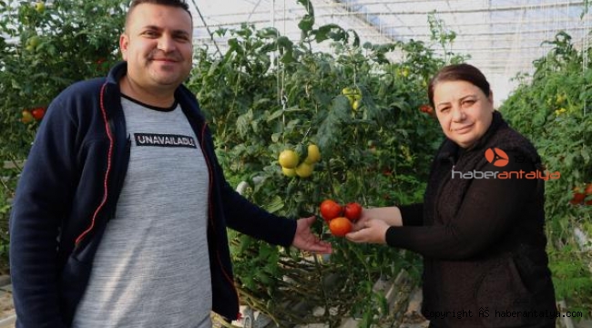 Kaplıca suyuyla büyüyen domatesler 10 ülkeye ihraç ediliyor