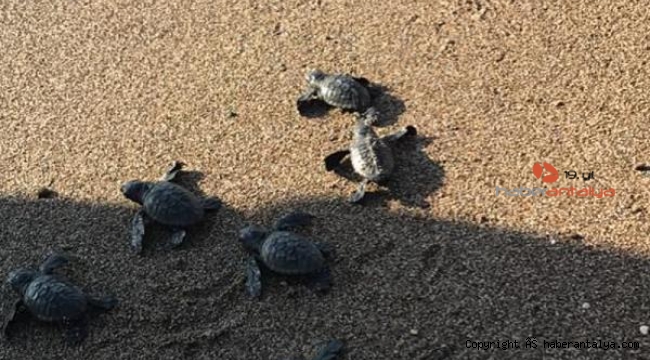 Kasımda yavru caretta sürprizi
