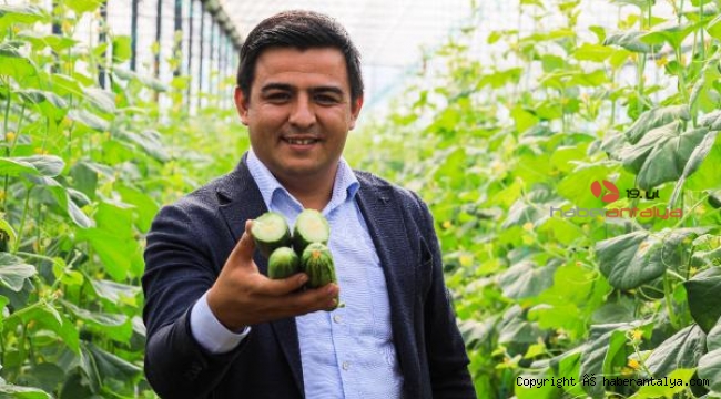 Kavungiller ailesinin acuru, Avrupa'nın salatalığı oldu