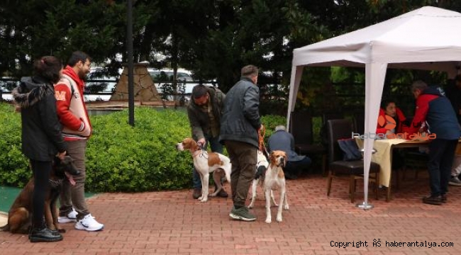 Köpekler ırk özelliklerine göre değerlendirildi