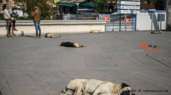 Köpeklerin 'şekerleme' keyfi