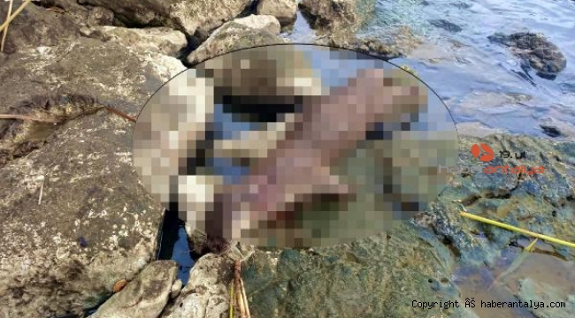 Koruma altındaki su samuru tüfekle öldürüldü !
