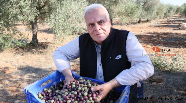 Küresel ısınma zeytini vurdu