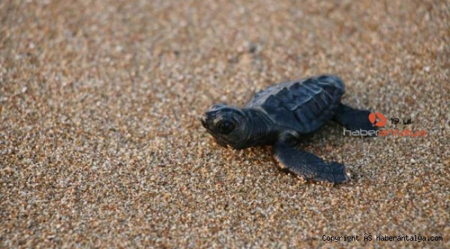 Manavgat'ta denize ulaşan yavru caretta caretta sayısı 2 kat arttı