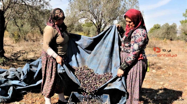 Mevsim kayması yeşil zeytini vurdu
