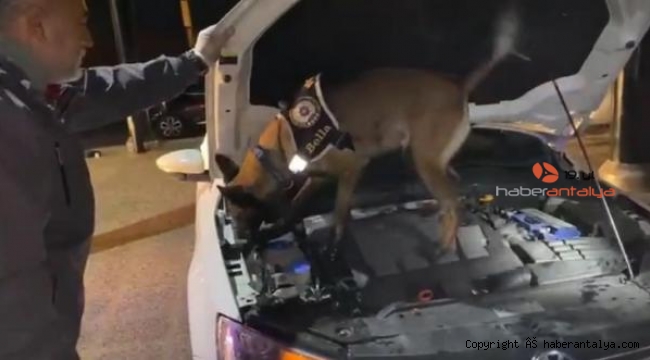 Narkotik köpeği 'Bella' uyuşturucuya geçit vermiyor