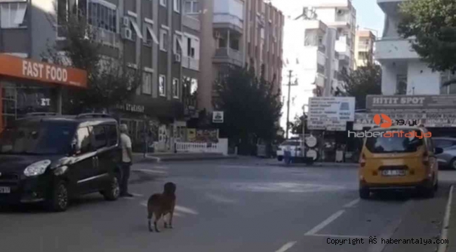 Saygı duruşunda yerinden bir an olsun kıpırdamayan köpek, görenleri duygulandırdı