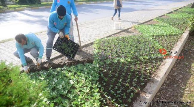 Alanya caddeleri çiçekle donatıldı
