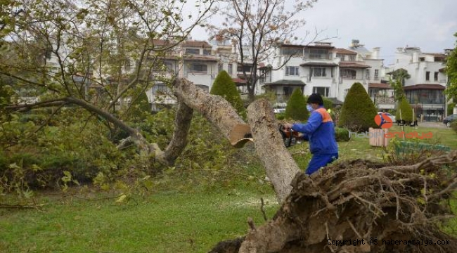 Antalya'da şiddetli fırtına; yüzlerce ağaç devrildi
