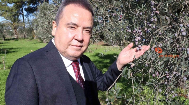 Başkan Böcek: "Zeytin Park'ı korumak boynumuzun borcudur"