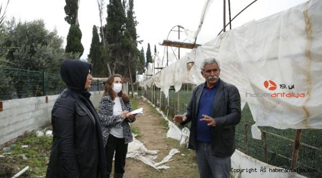 Büyükşehir, üreticinin hasar tespitini yapıyor