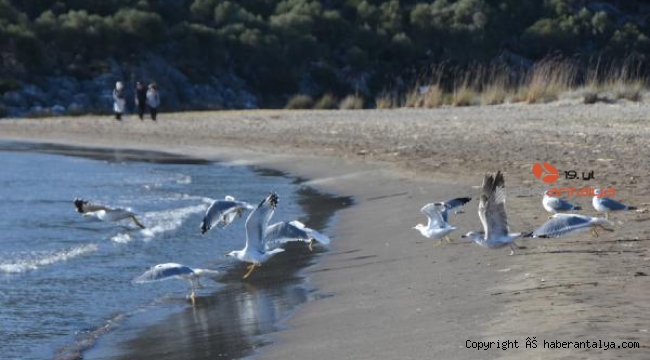 Demre&#039;de sahiller martılara kaldı