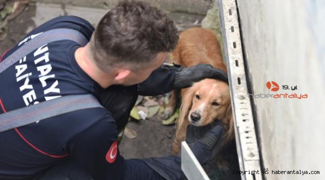 Drenaj kanalından itfaiyecilerin kurtardığı köpeği sahiplendi
