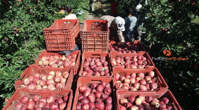 Elma iç kurduna 'feromon' çözümü