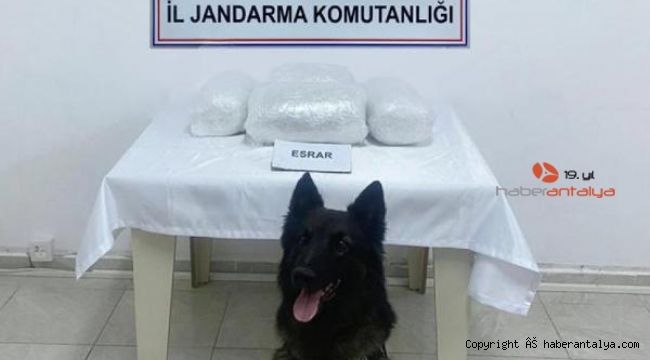 Jandarma köpeği 'Karbon' 10 kilo uyuşturucuya geçit vermedi