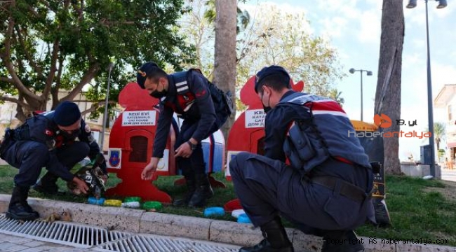 Jandarmadan sokak hayvanlarına şefkat eli