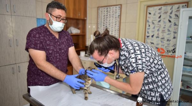 Kepez'in sokak hayvanları şefkatli ellerde