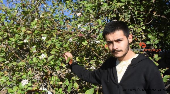 Mevsimini şaşıran elma ağaçları görenleri de şaşırttı