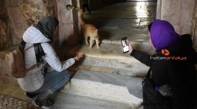 Noel Baba'nın anıt müzesinin sevimli maskotu, kedi