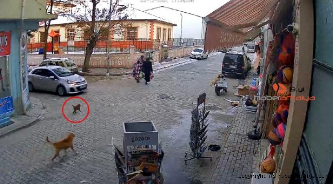 Otomobilin üzerinden geçtiği yavru köpek öldü
