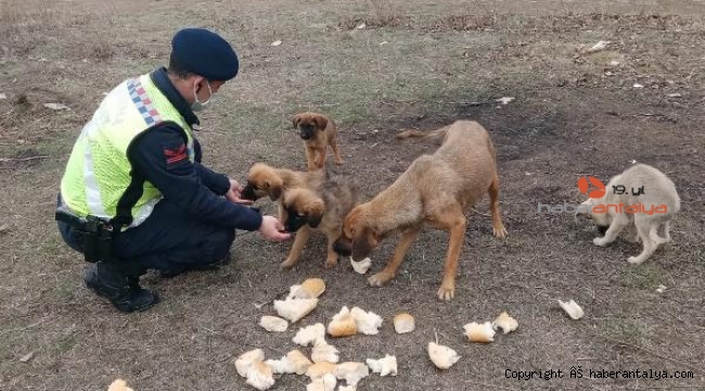 Sahipsiz köpekleri jandarma besledi