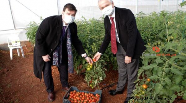 Ürüne özgü sera plastiği çalışmalarında ilk hasat heyecanı
