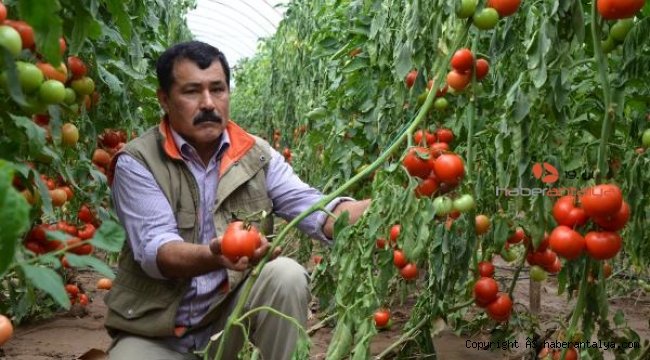 Yağmur sonrası taşkın ekili alanlara zarar verdi