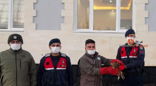 Yaralı şahini jandarma kurtardı