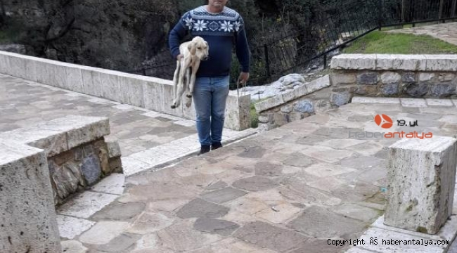 Yaylaya bırakılan köpeklere Kemer Belediyesi sahip çıktı