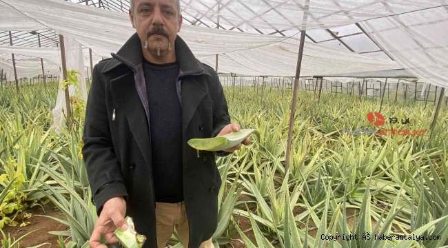 1 dekarla başladığı aloe vera üretiminde rekor kazanç sağladı