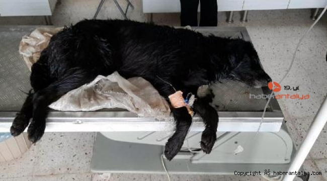 Bodrum'da 2'si ölü 1'i baygın 3 köpek bulundu