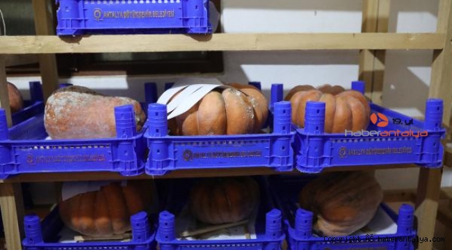Faydalı böcek üretiminde yeni ürün; 'Bal kabağı'