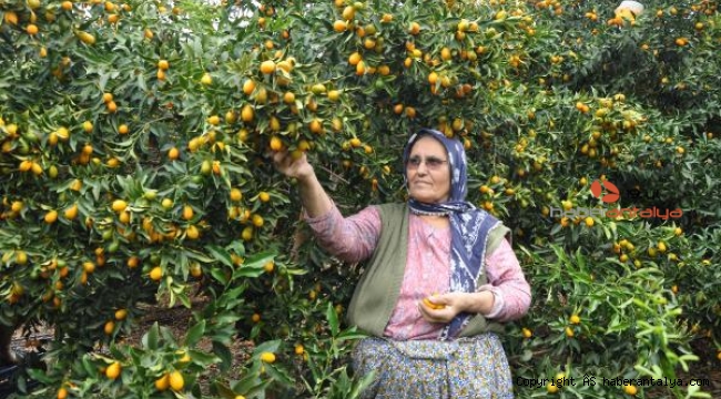 Kamkat hasadı başladı, bakın kilosu ne kadar ?