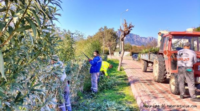 Kemer'de yeşil alanlara bakım