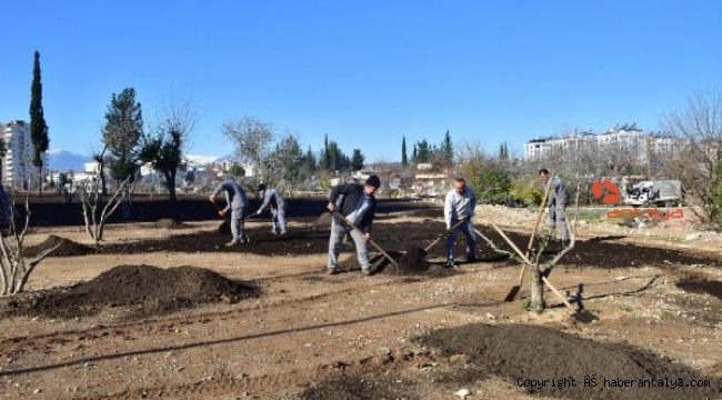 Kepez'in Ay Deresi yeşilleniyor