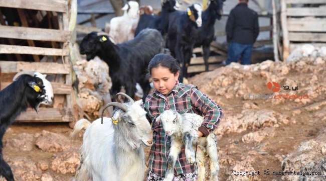 Konyaaltı'nda hayvanlar için bin 200 dekar gübre