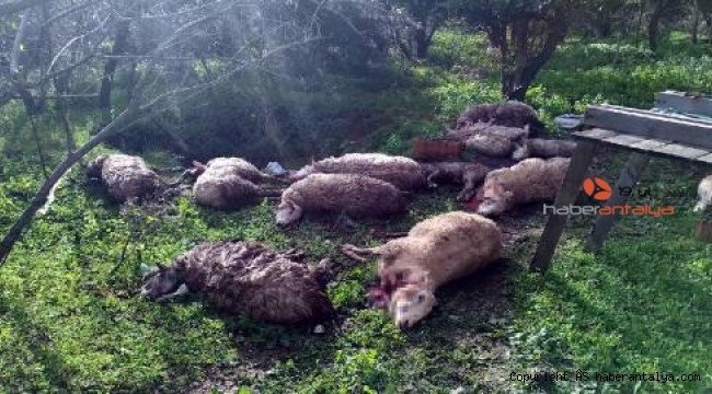 Koyunlarını parçalanmış olarak buldu; civardaki 2 köpeği öldürdü