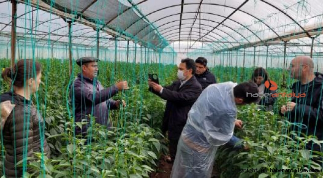 Kumluca'da su baskınından zarar gören seralarda inceleme