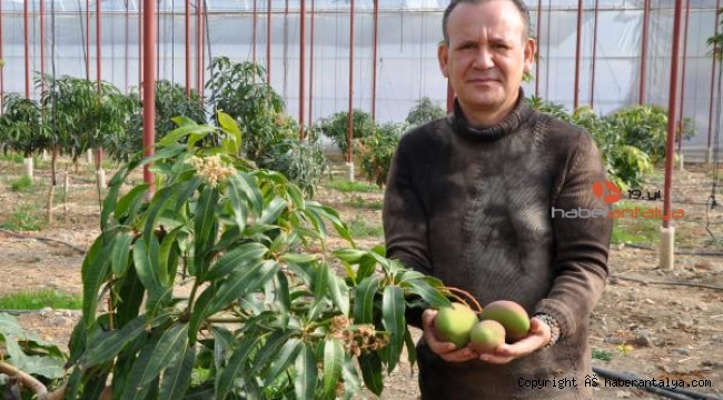'Meyvelerin kralı' mangonun bahçede tanesi 40 lira